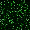 Cell viability Icon