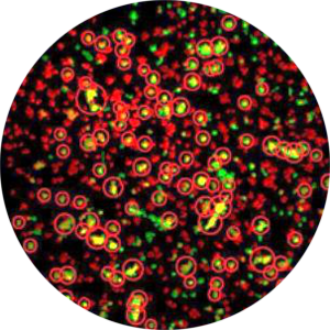 Application Dual Transgene assay
