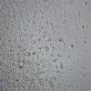 Live single cells Icon